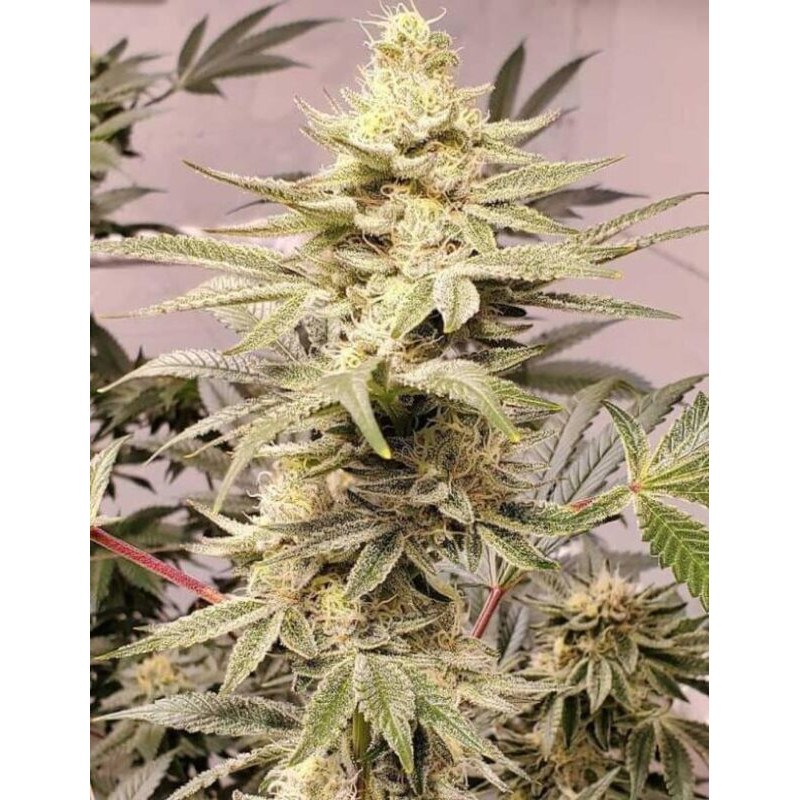 OG Kush MDLG Seeds feminizovaná semena, pryskyřičnaté palice