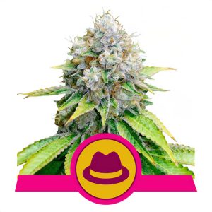 OG Kush Royal Queen Seeds feminizovaná semena, pryskyřičnaté palice