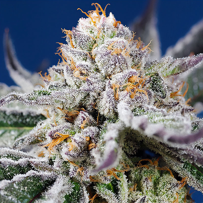 Orange Apricot Glue XL Auto Sweet Seeds samonakvétací semena, pryskyřičnaté palice