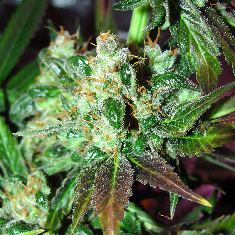 Orange Bud feminizovaná semena, pohled 2