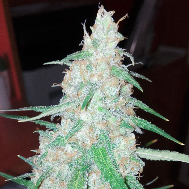 Orange Bud feminizovaná semena, pohled 3