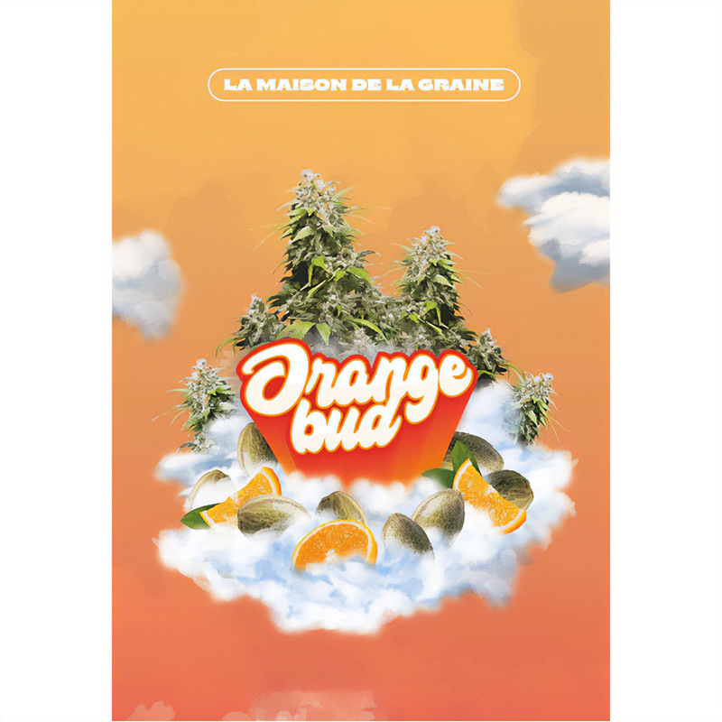 Orange Bud feminizovaná semena, pohled 5
