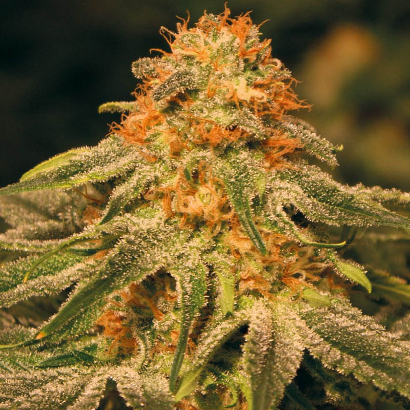 Orange Kush MDLG Seeds feminizovaná semena, pryskyřičnaté palice