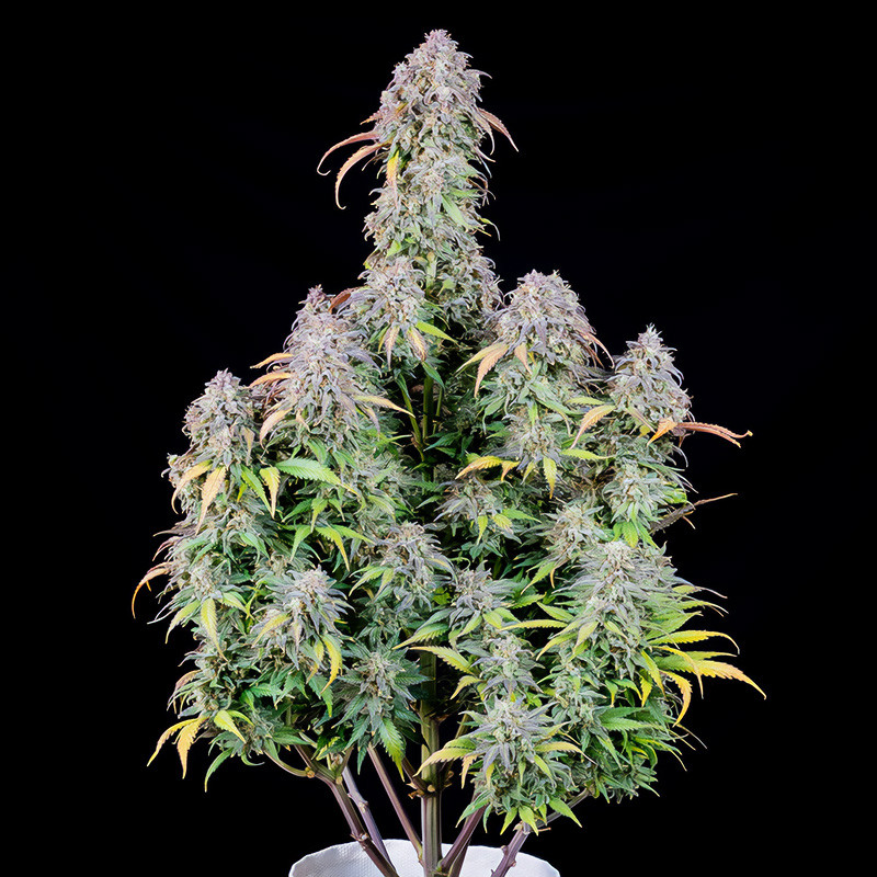 Original Auto Blueberry - FastBuds - Samonakvétací semena, pohled 2