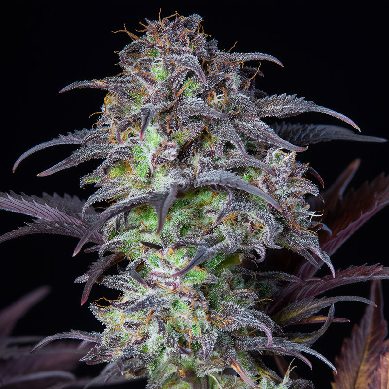 Original Auto Blueberry - FastBuds - Samonakvétací semena, pohled 3