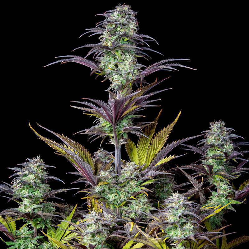 Original Auto Blueberry - FastBuds - Samonakvétací semena, pohled 4