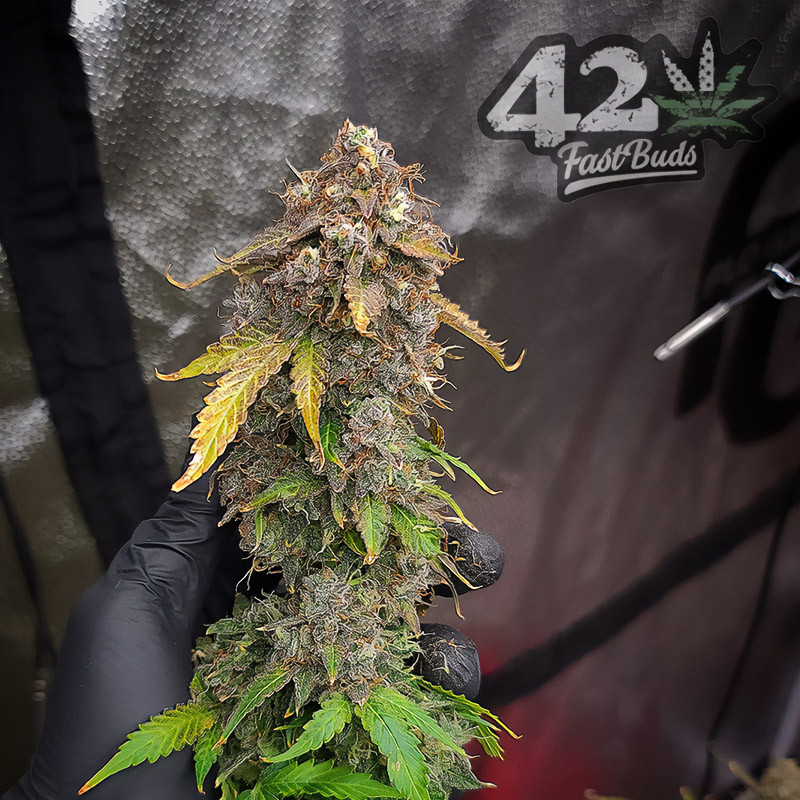 Original Auto Blueberry - FastBuds - Samonakvétací semena, pohled 5