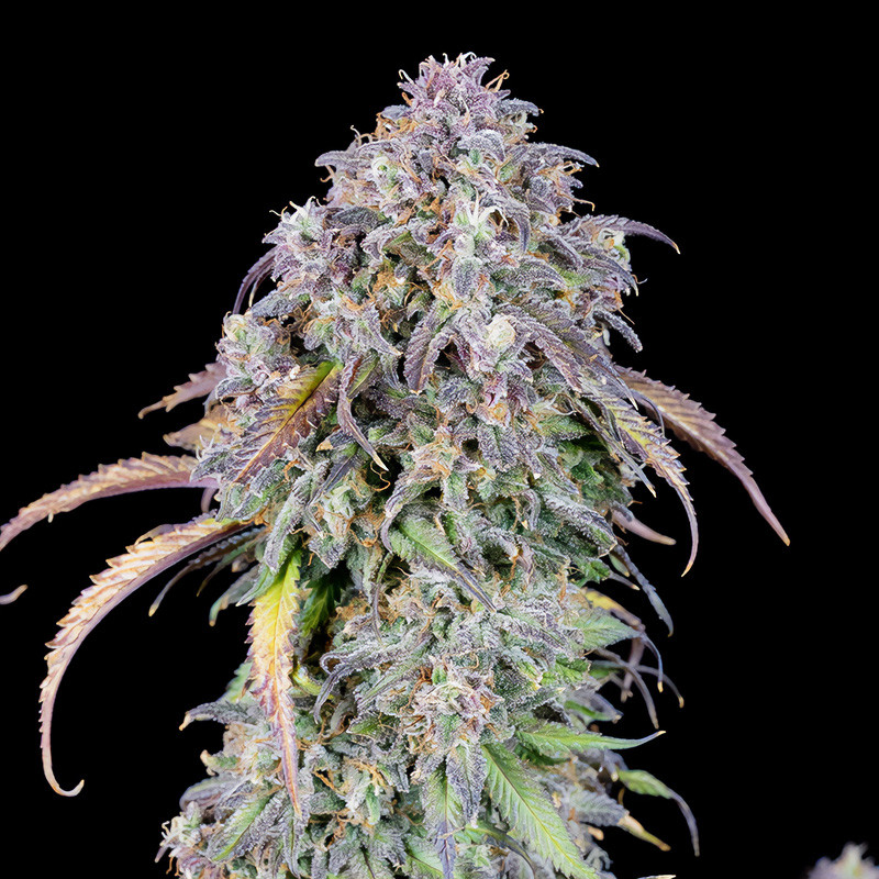 Original Auto Blueberry FastBuds samonakvétací semena, pryskyřičnaté palice