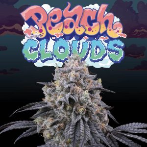 Peach Clouds Perfect Tree feminizovaná semena, pryskyřičnaté palice