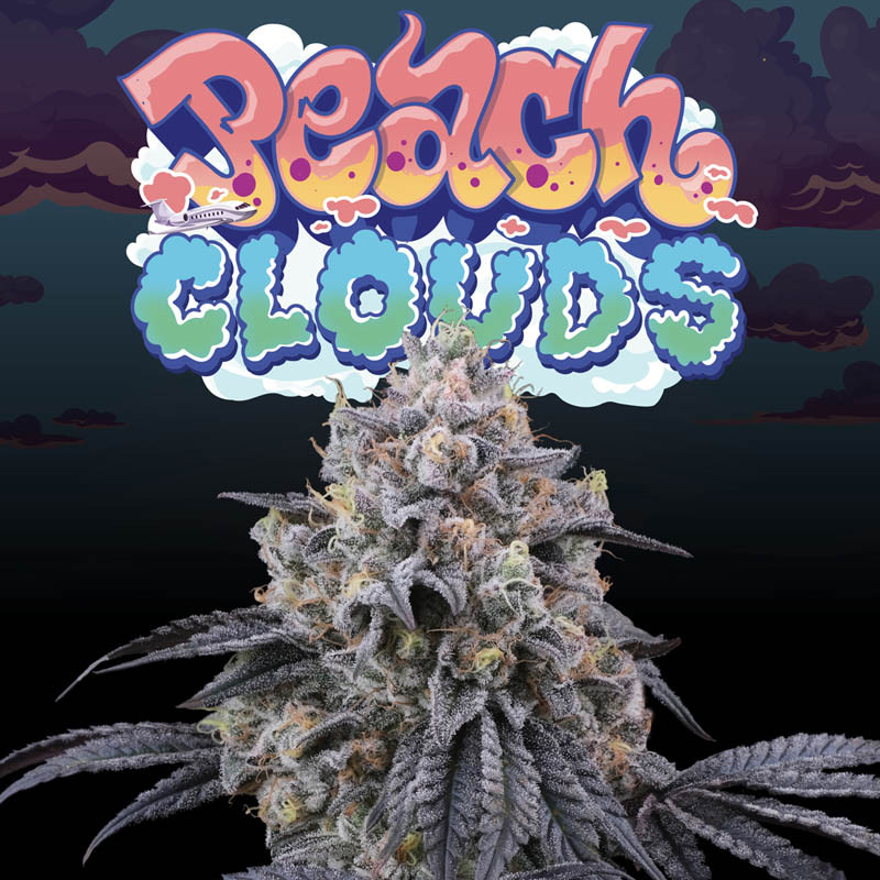 Peach Clouds Perfect Tree feminizovaná semena, pryskyřičnaté palice