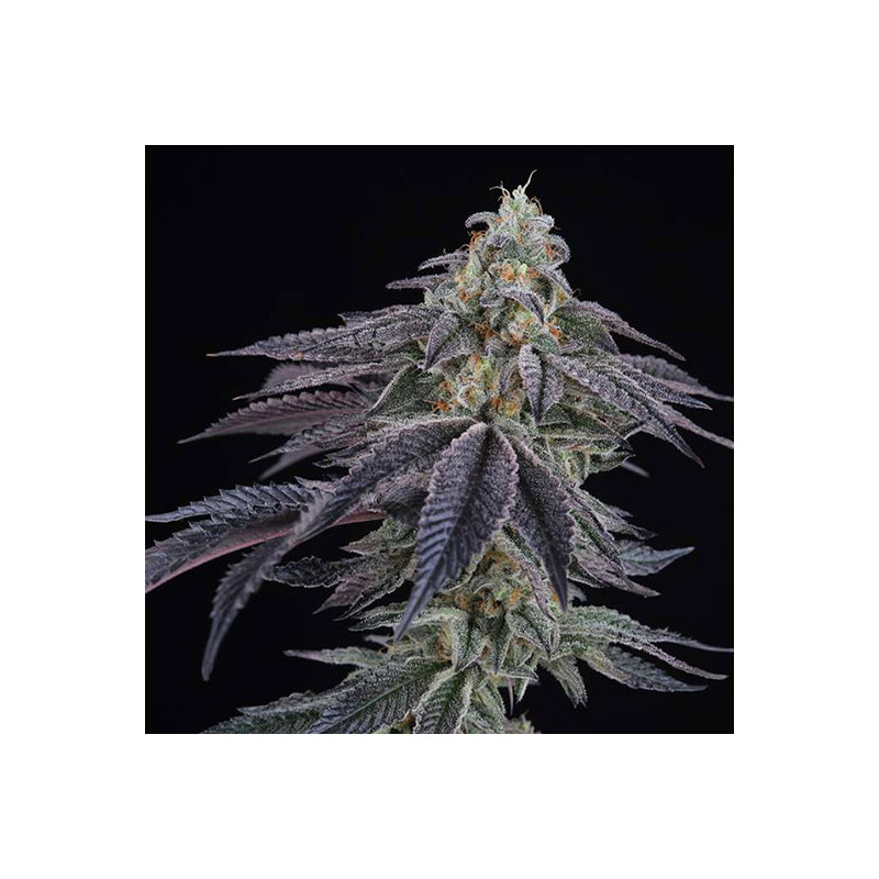 Peach Lassi - Perfect Tree - Feminizovaná semena, pohled 2
