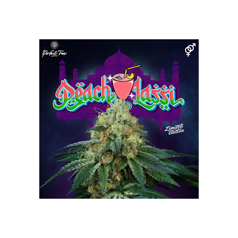 Peach Lassi - Perfect Tree - Regulérní semena, pohled 2