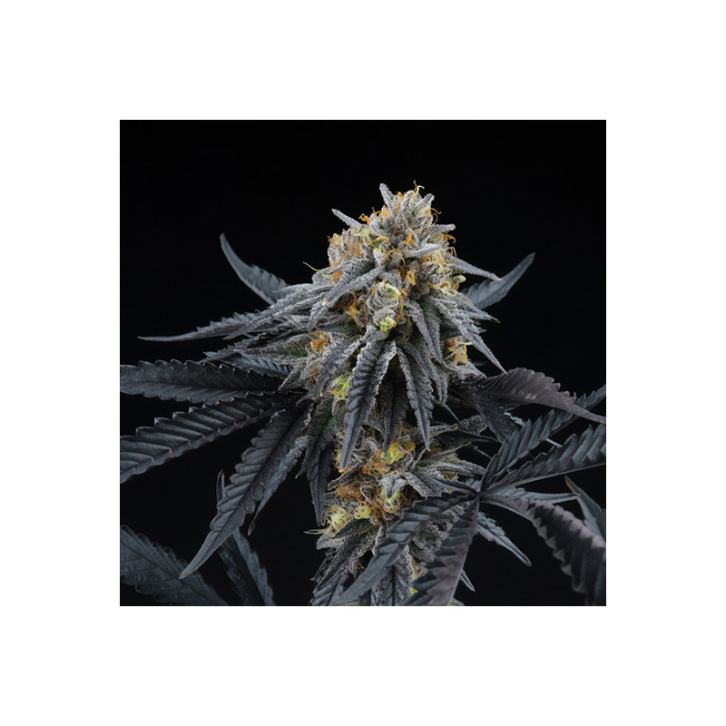 Peach Sherbert Og - Perfect Tree - Feminizovaná semena, pohled 2