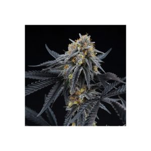 Peach Sherbert Og Perfect Tree feminizovaná semena, pryskyřičnaté palice
