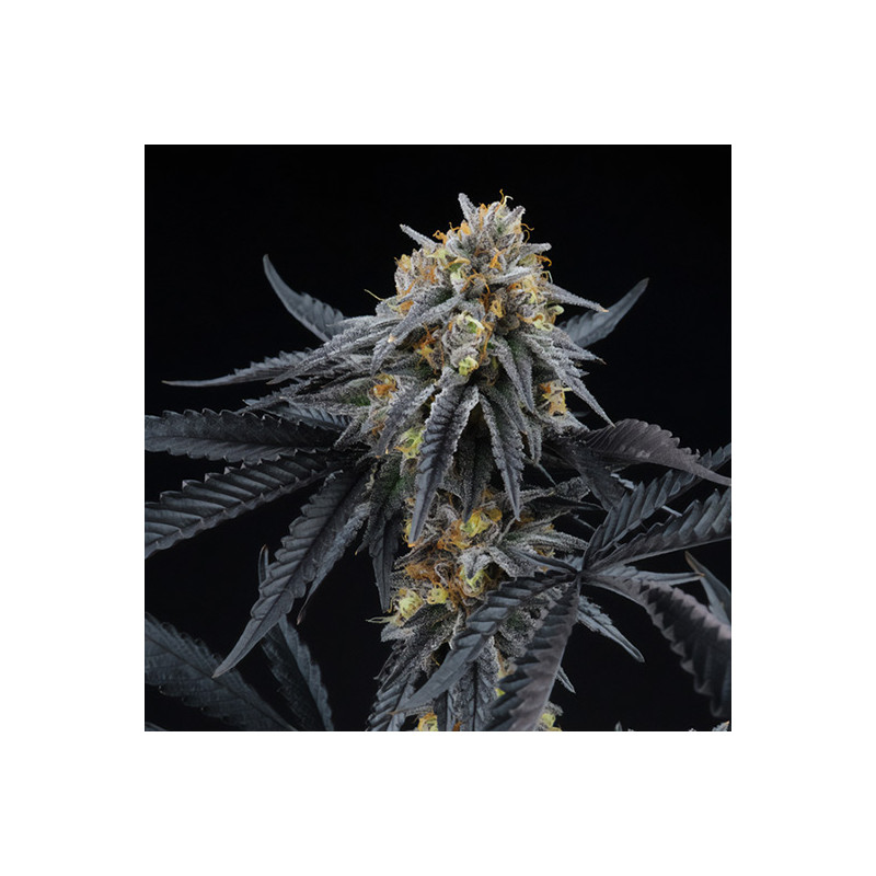 Peach Sherbert Og Perfect Tree feminizovaná semena, pryskyřičnaté palice
