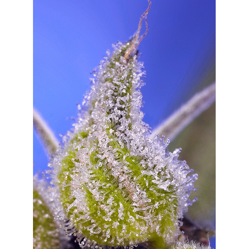 Permanent Jealousy XL Auto - Sweet Seeds - Samonakvétací semena, pohled 2