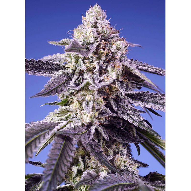 Permanent Jealousy XL Auto Sweet Seeds samonakvétací semena, pryskyřičnaté palice