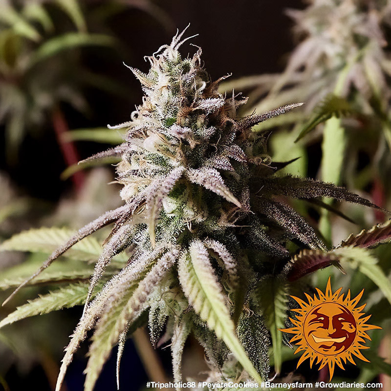 Peyote Cookies - Barney's Farm - Feminizovaná semena, pohled 2