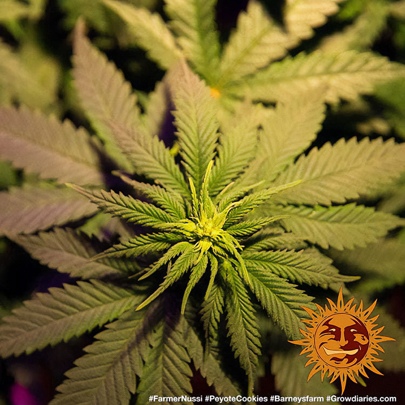 Peyote Cookies - Barney's Farm - Feminizovaná semena, pohled 3
