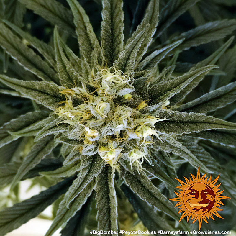 Peyote Cookies - Barney's Farm - Feminizovaná semena, pohled 4