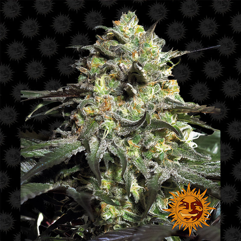 Peyote Cookies Barney's Farm feminizovaná semena, pryskyřičnaté palice