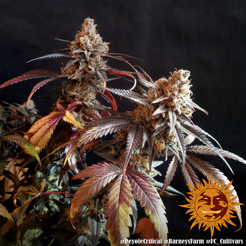 Peyote Critical - Barney's Farm - Feminizovaná semena, pohled 2