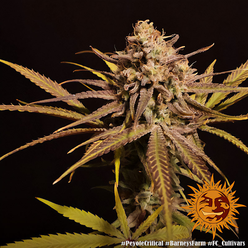 Peyote Critical - Barney's Farm - Feminizovaná semena, pohled 3