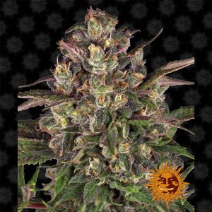 Peyote Critical Barney's Farm feminizovaná semena, pryskyřičnaté palice