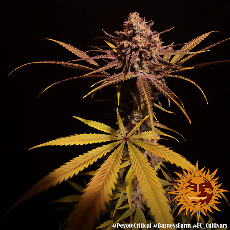 Peyote Critical - Barney's Farm - Feminizovaná semena, pohled 4