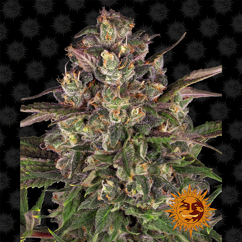 Peyote Critical Barney's Farm feminizovaná semena, pryskyřičnaté palice