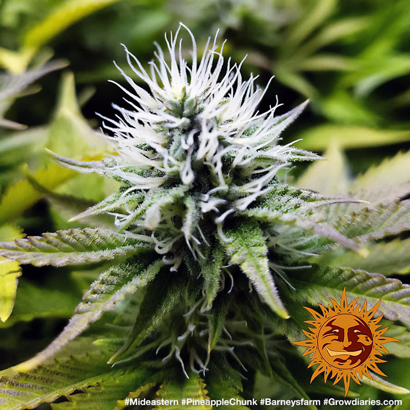 Pineapple Chunk - Barney's Farm - Feminizovaná semena, pohled 2