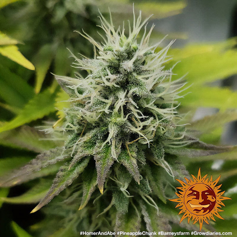 Pineapple Chunk - Barney's Farm - Feminizovaná semena, pohled 3