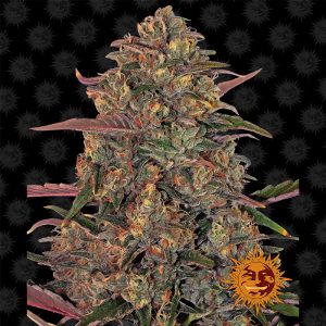 Pineapple Chunk Barney's Farm feminizovaná semena, pryskyřičnaté palice