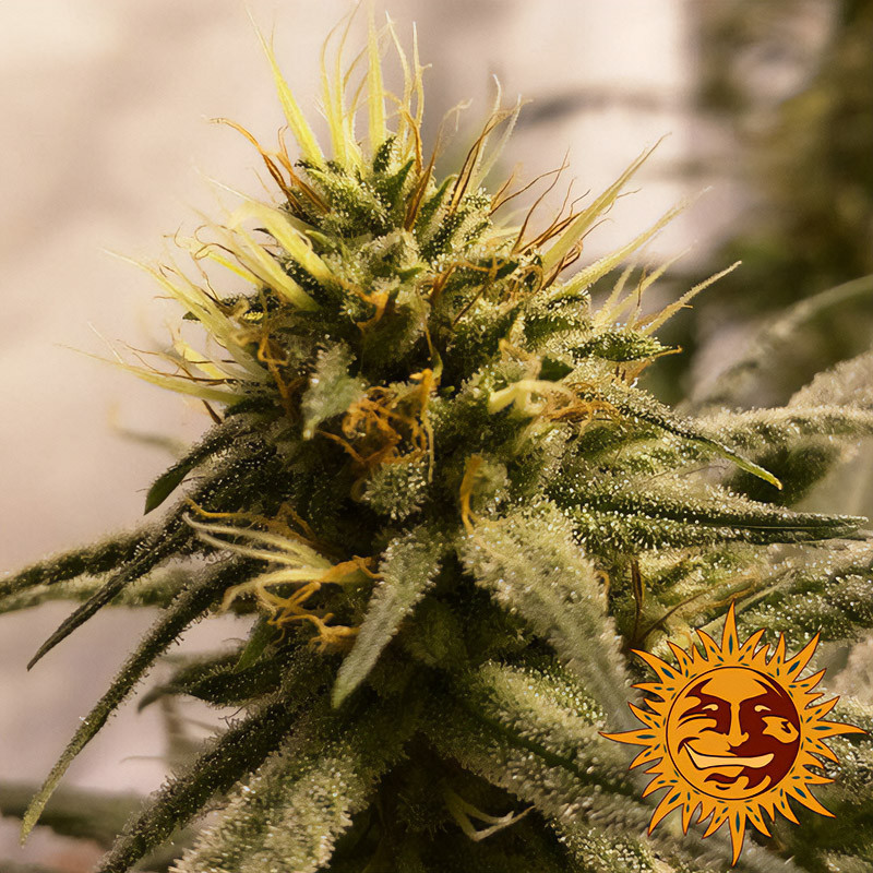 Pineapple Chunk - Barney's Farm - Feminizovaná semena, pohled 4