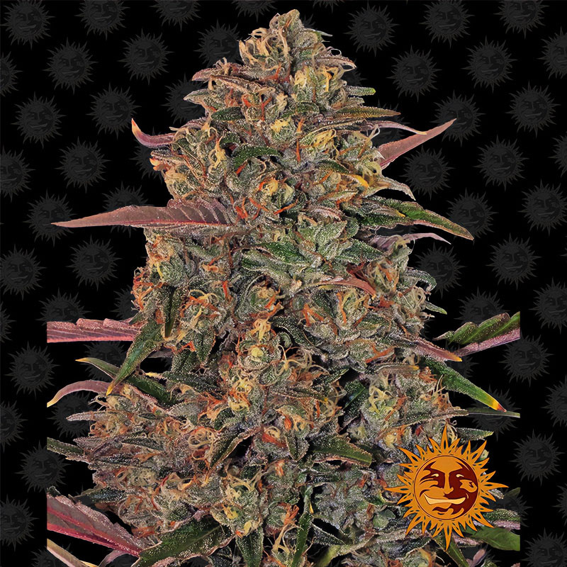 Pineapple Chunk Barney's Farm feminizovaná semena, pryskyřičnaté palice