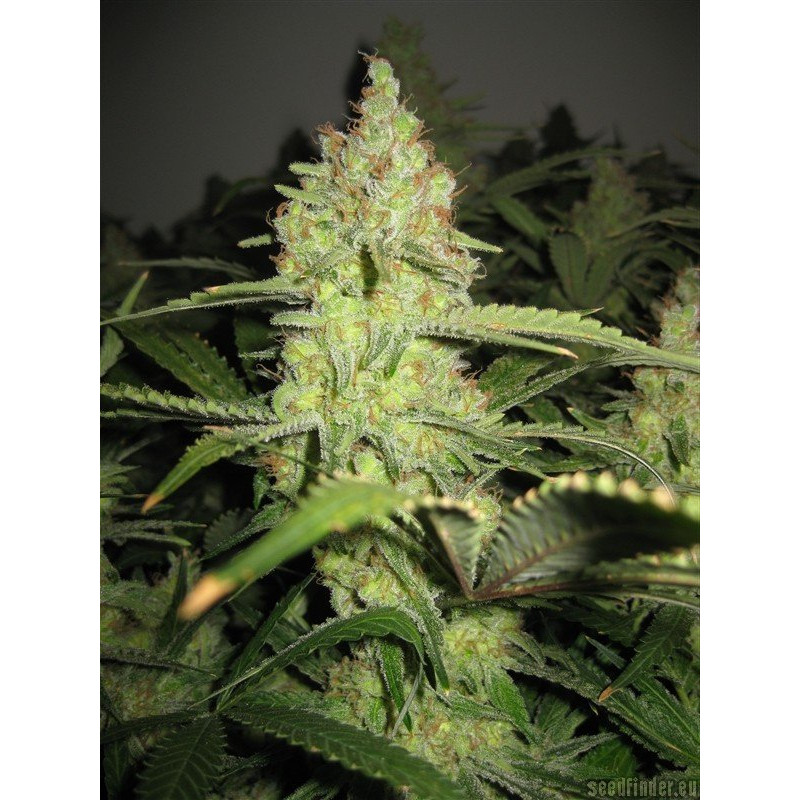 Pineapple Express feminizovaná semena, pohled 3