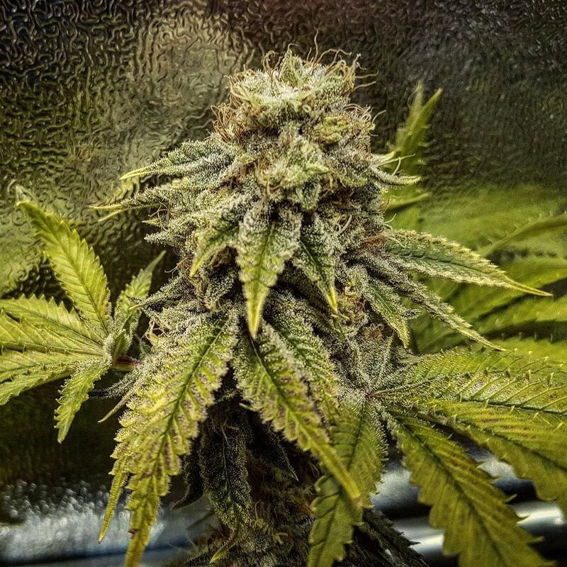 Pineapple Express feminizovaná semena, pohled 4