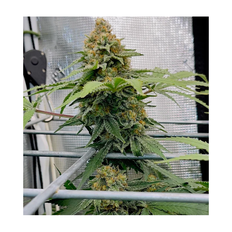 Pineapple Express MDLG Seeds feminizovaná semena, pryskyřičnaté palice
