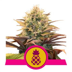 Pineapple Kush Royal Queen Seeds feminizovaná semena, pryskyřičnaté palice