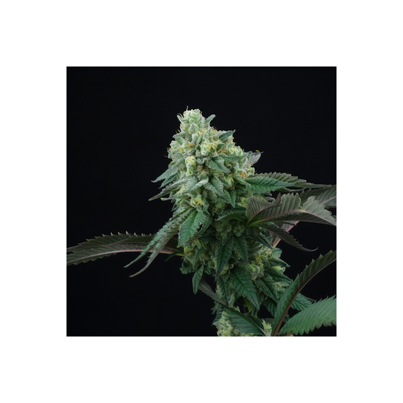 Pink Gasoline - Perfect Tree - Feminizovaná semena, pohled 2