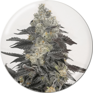 Pink Sherbert Medical Seeds feminizovaná semena, pryskyřičnaté palice