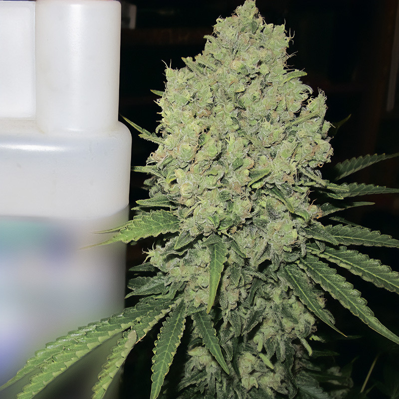 Prozack - Medical Seeds - Feminizovaná semena, pohled 2