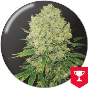 Prozack Medical Seeds feminizovaná semena, pryskyřičnaté palice