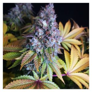 Purple Cookie Kush Sensi Seeds feminizovaná semena, pryskyřičnaté palice