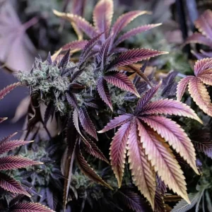 Purple Haze feminizovaná semena