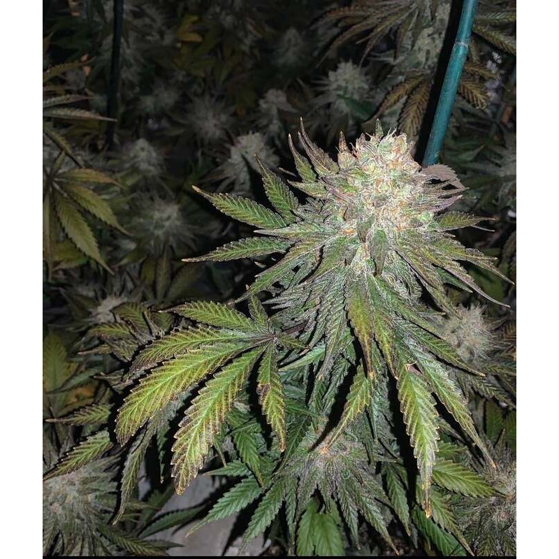 Purple Kush MDLG Seeds feminizovaná semena, pryskyřičnaté palice