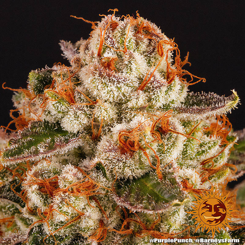 Purple Punch - Barney's Farm - Feminizovaná semena, pohled 2