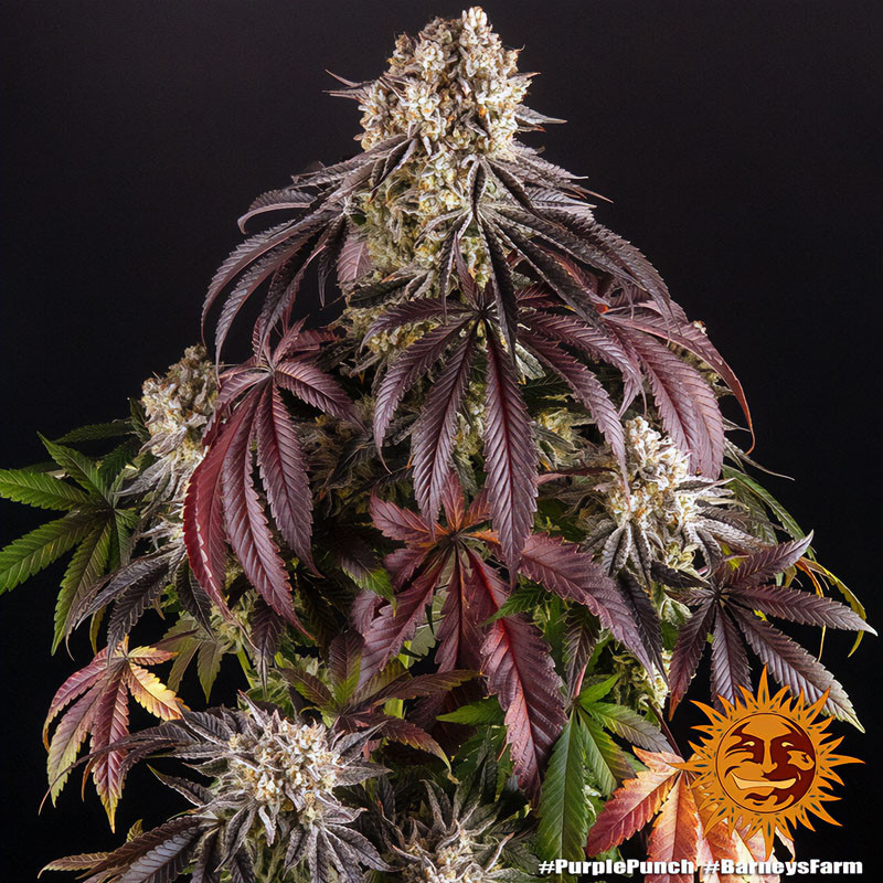 Purple Punch - Barney's Farm - Feminizovaná semena, pohled 3