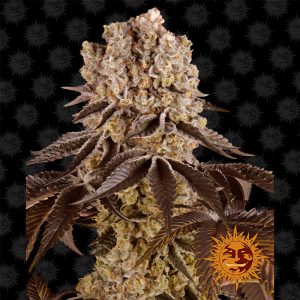 Purple Punch Barney's Farm feminizovaná semena, pryskyřičnaté palice