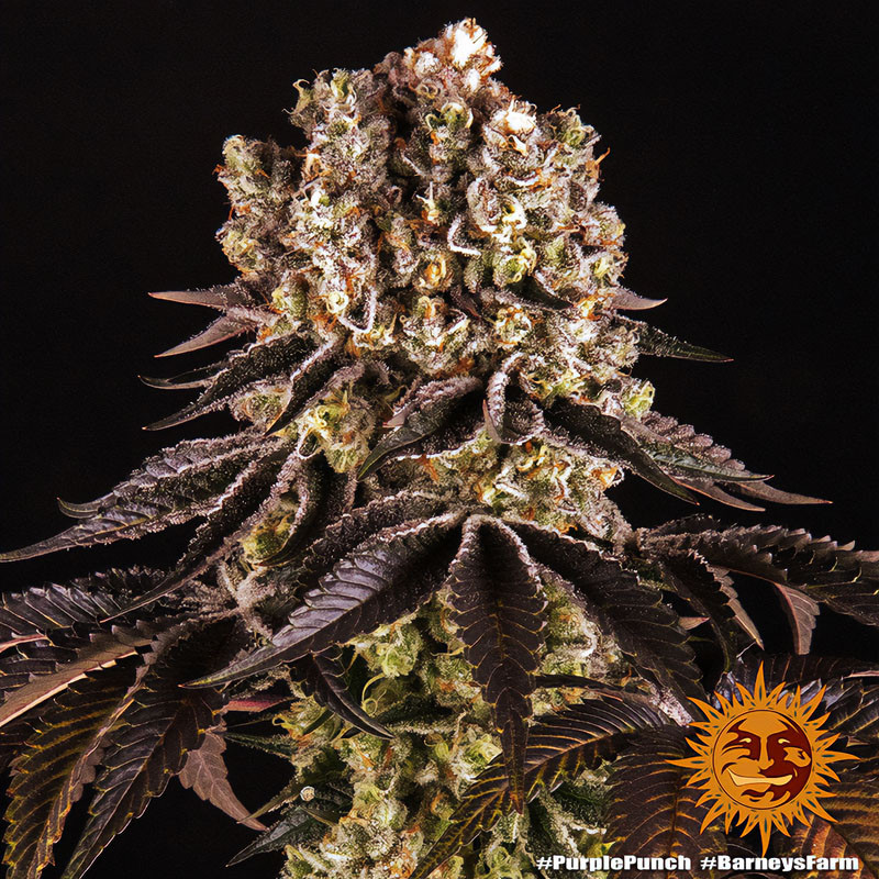 Purple Punch - Barney's Farm - Feminizovaná semena, pohled 4